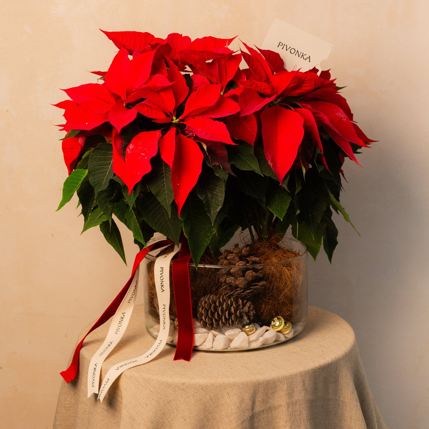 KOKEDAMA NOCHE BUENA