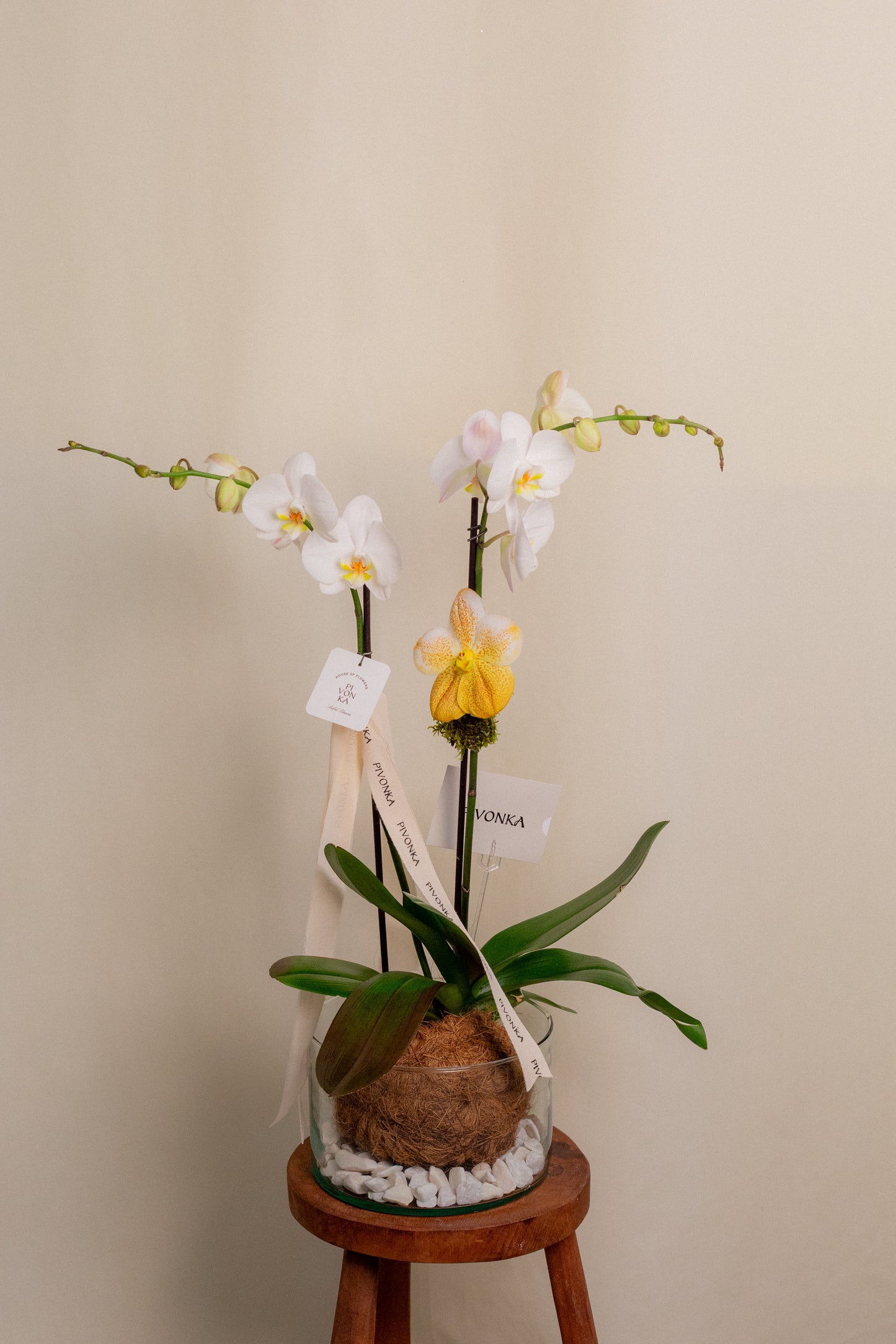 KOKEDAMA DE ORQUIDEA EN VIDRIO 2