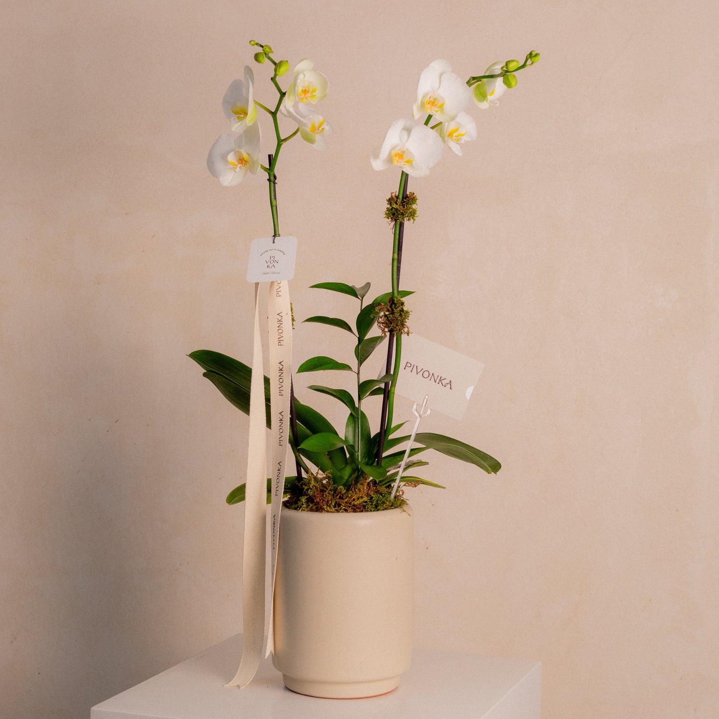 ORQUIDEA PHALE EN BASE DE CERAMICA BEIGE