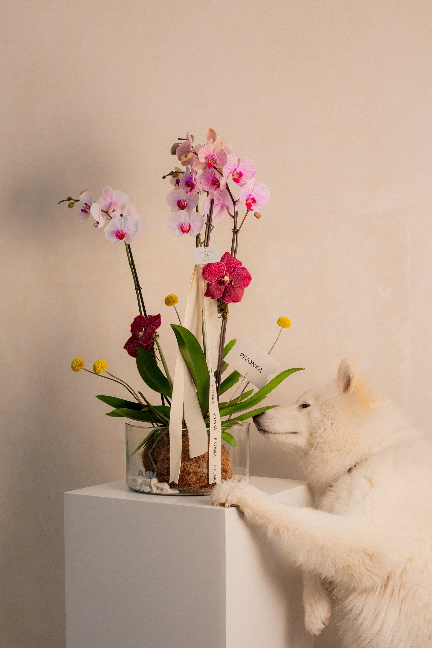 KOKEDAMA DE ORQUIDEA DOBLE EN VIDRIO 1