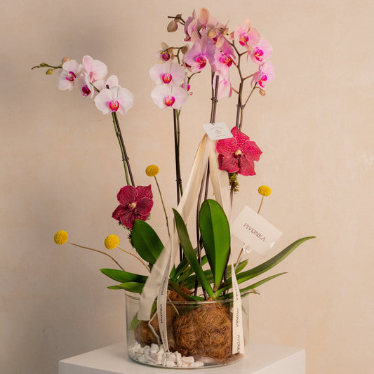 KOKEDAMA DE ORQUIDEA DOBLE EN VIDRIO 1