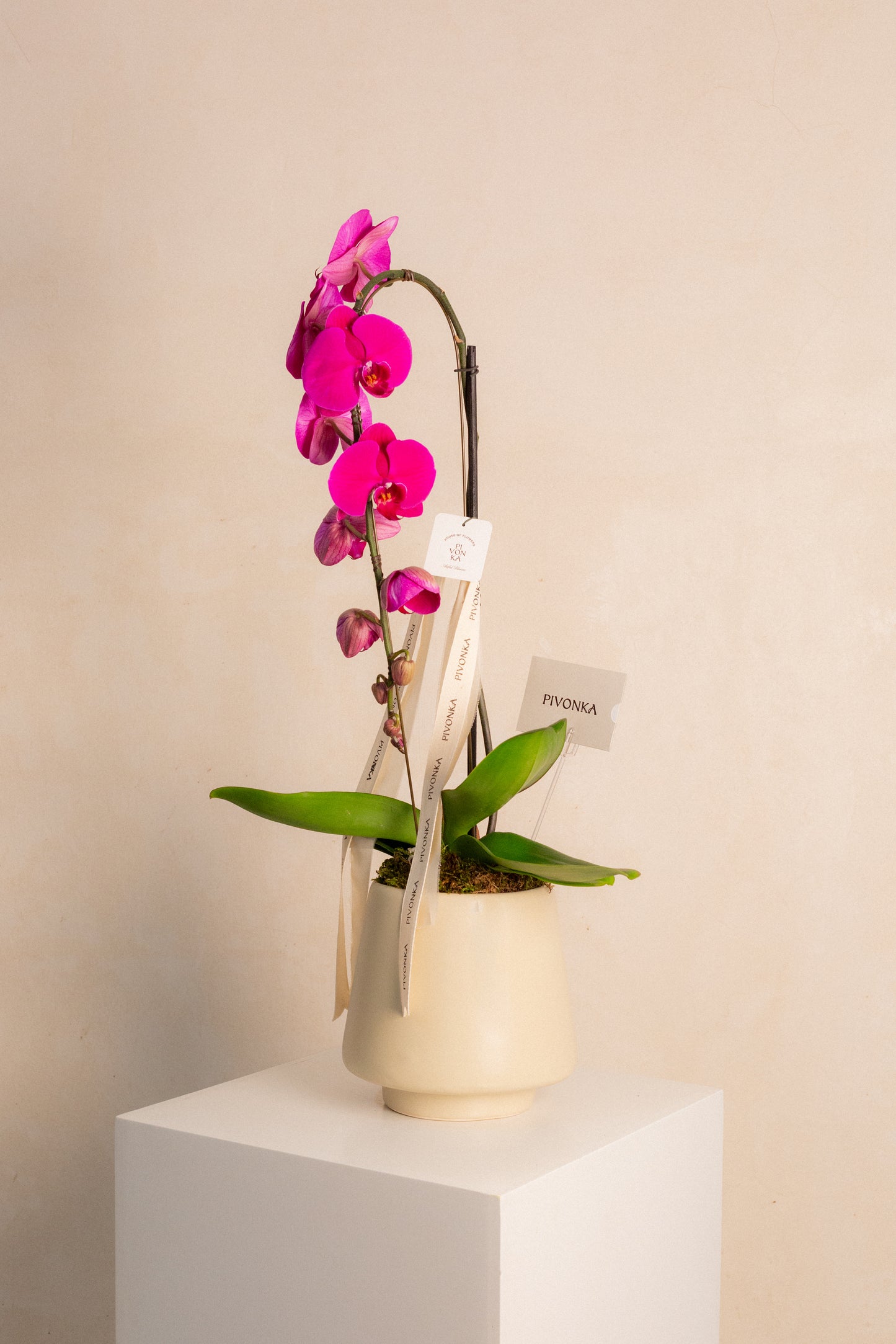 ORQUIDEA CASCADA EN BASE CERAMICA BEIGE