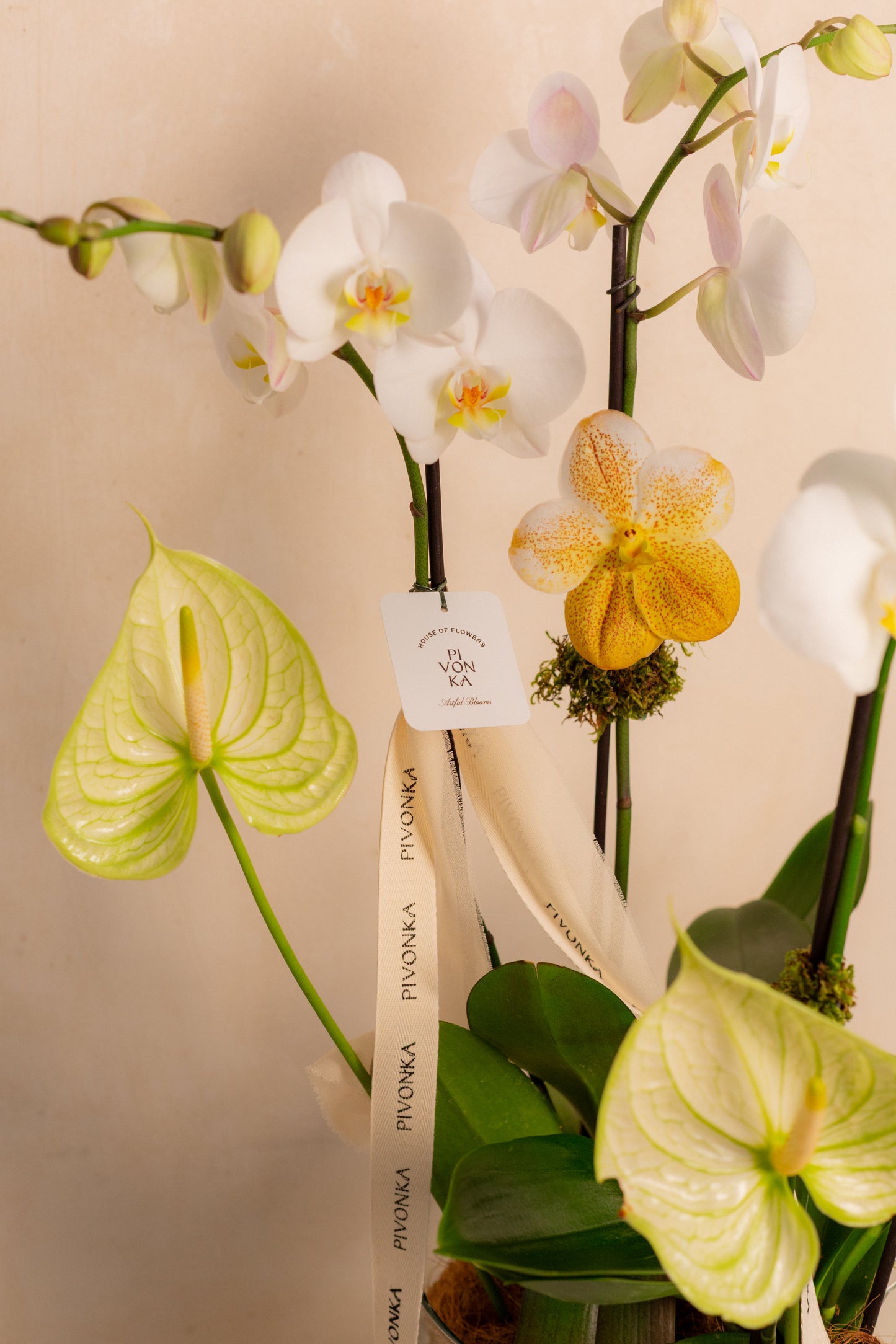 KOKEDAMA DE ORQUIDEA DOBLE EN VIDRIO 2