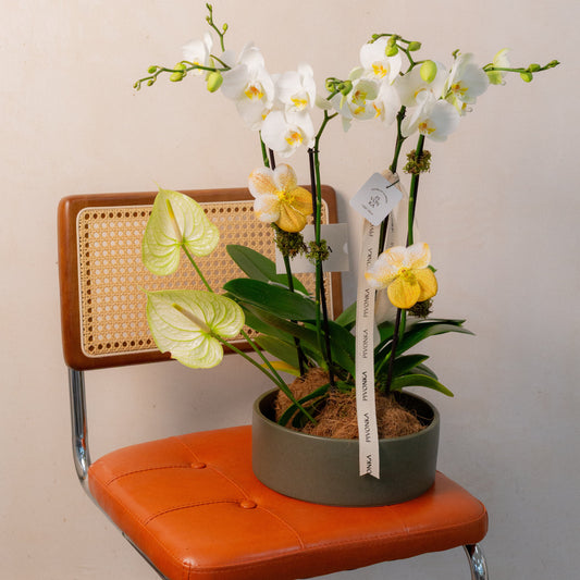 KOKEDAMA DE ORQUIDEA DOBLE EN CERAMICA 1