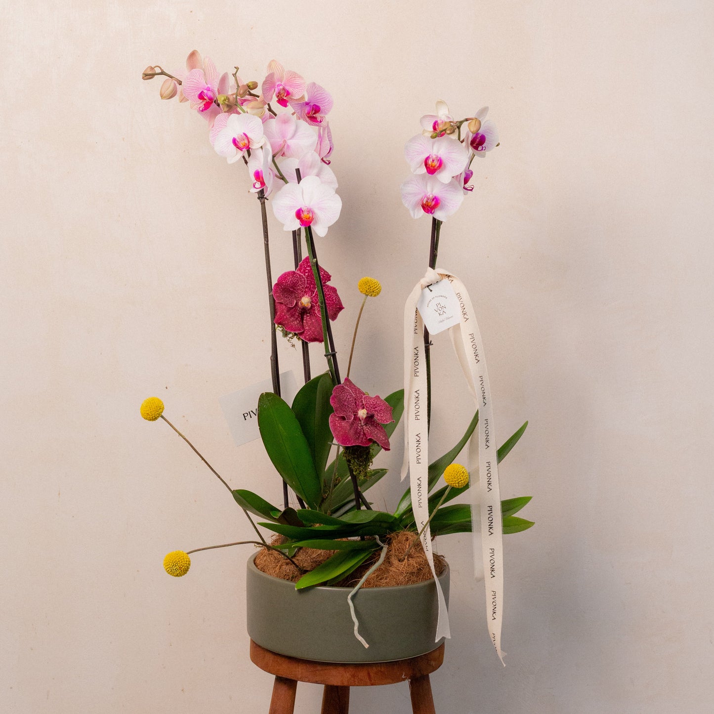 KOKEDAMA DE ORQUIDEA DOBLE EN CERAMICA 3