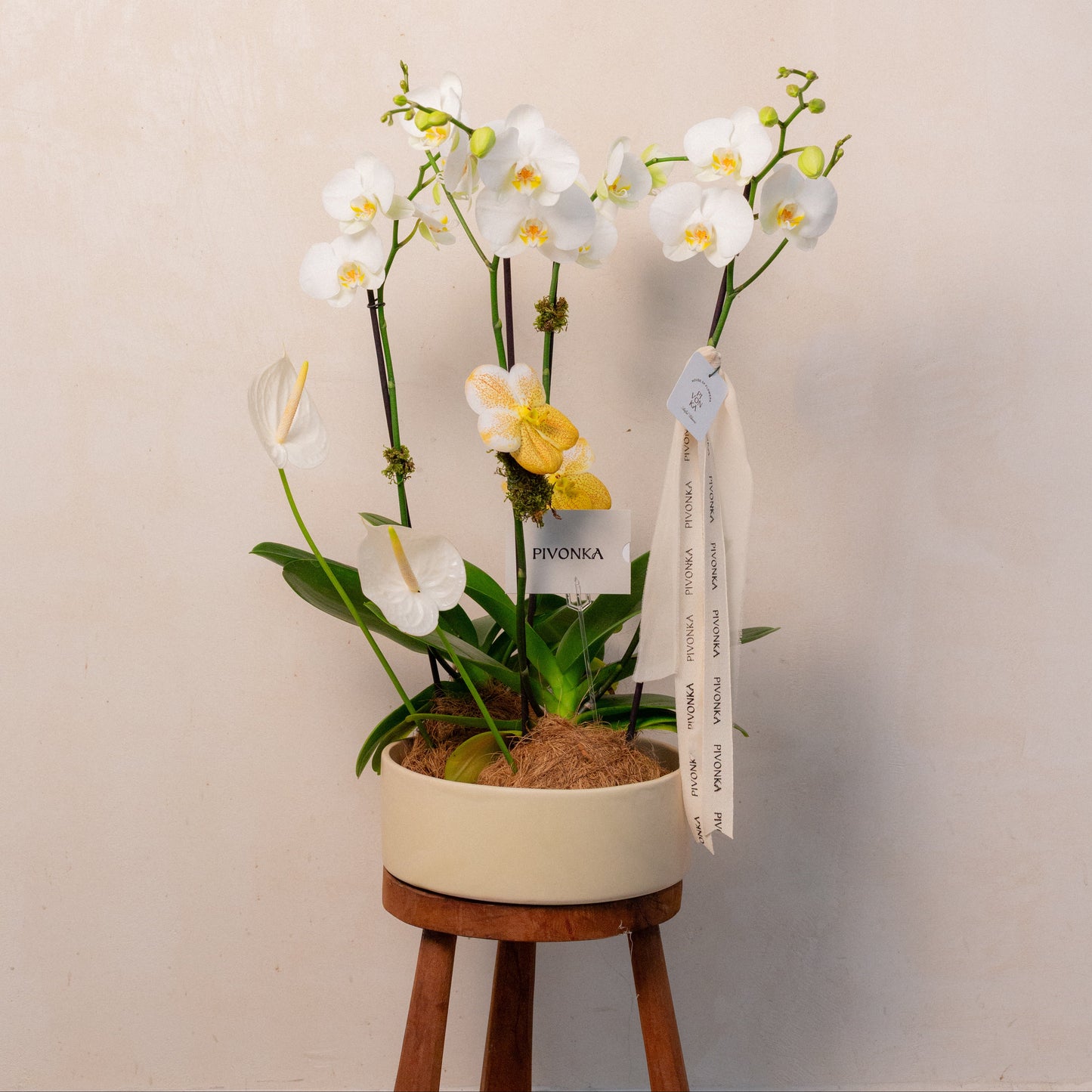 KOKEDAMA DE ORQUIDEA DOBLE EN CERAMICA 1