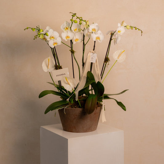 JARDIN DE ORQUIDEA EN BASE DE TRINITATE