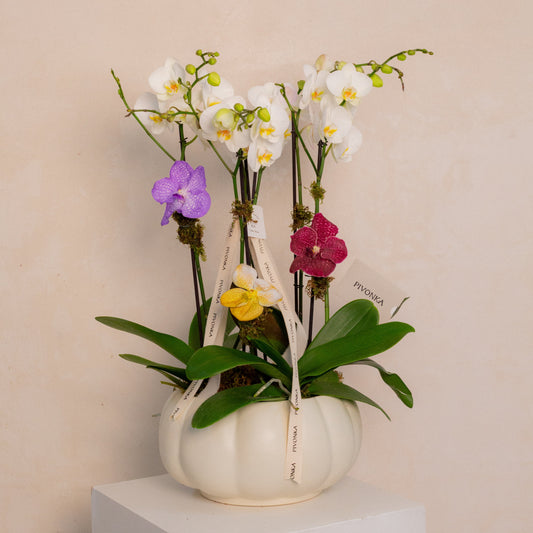 JARDIN DE ORQUIDEAS CON VANDAS