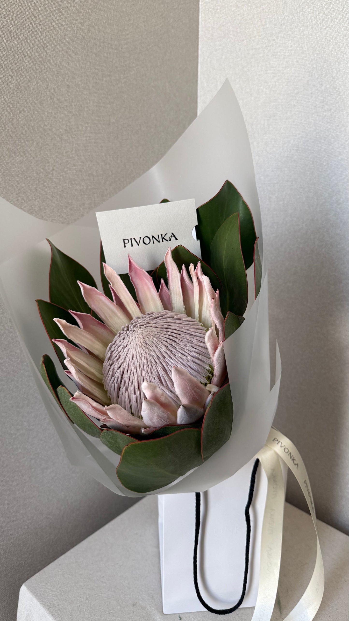 PROTEA KING