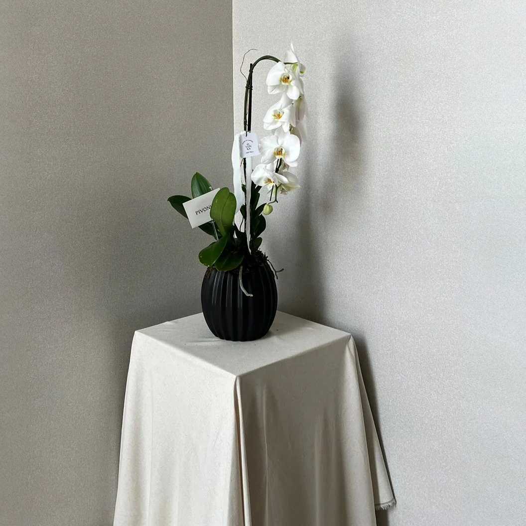 ORQUÍDEA CASCADA