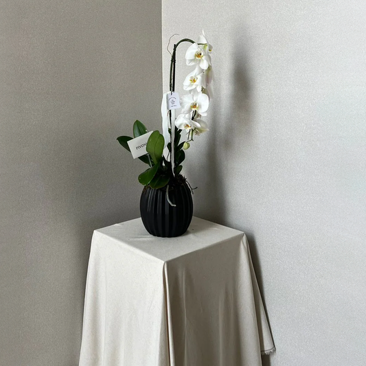ORQUÍDEA CASCADA