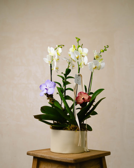 ORQUIDEA DOBLE CON VANDAS