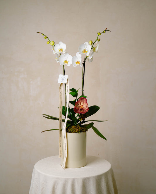 ORQUIDEA CON VANDA