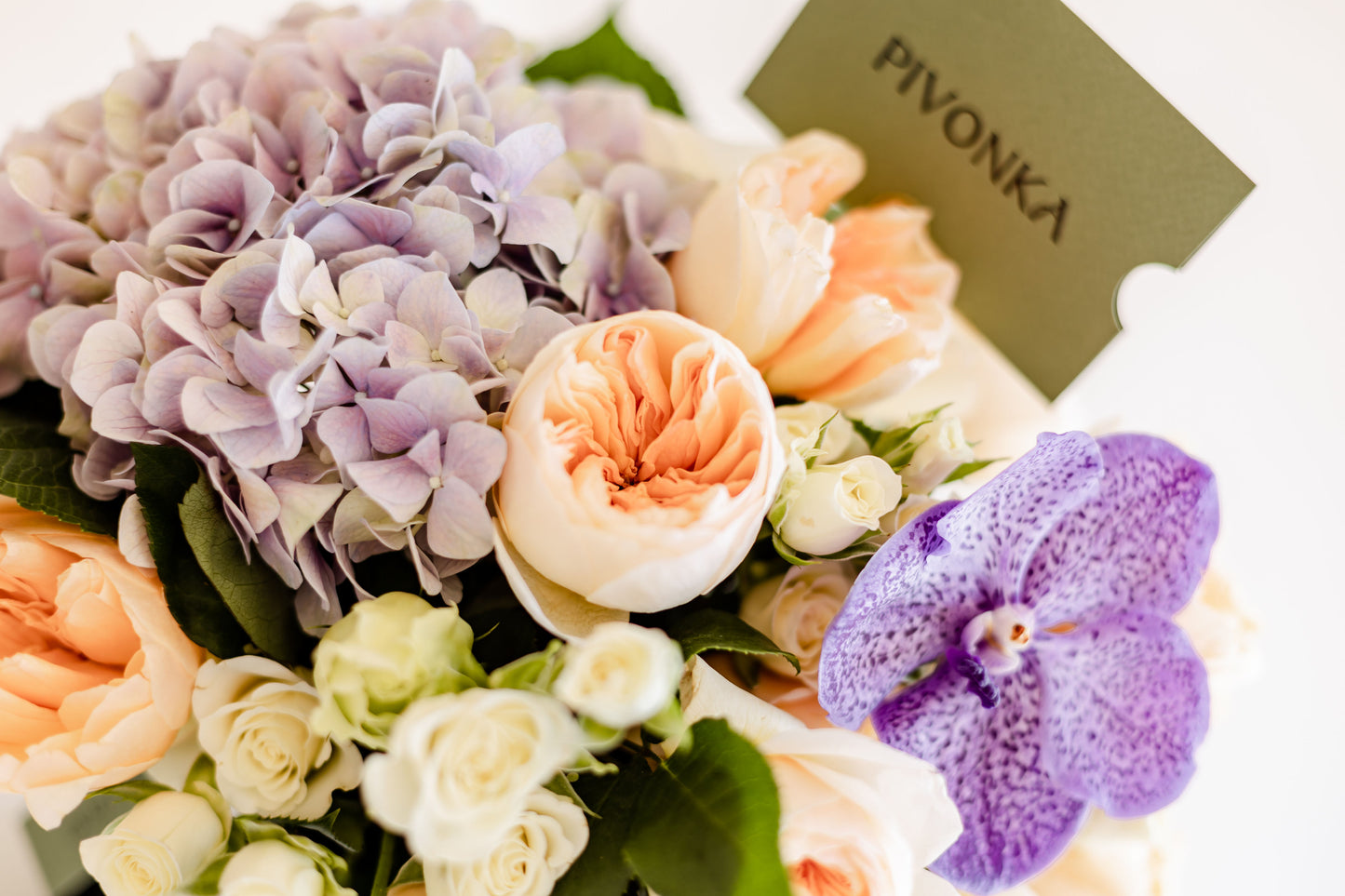 HYDRANGEA ENGLISH BOX