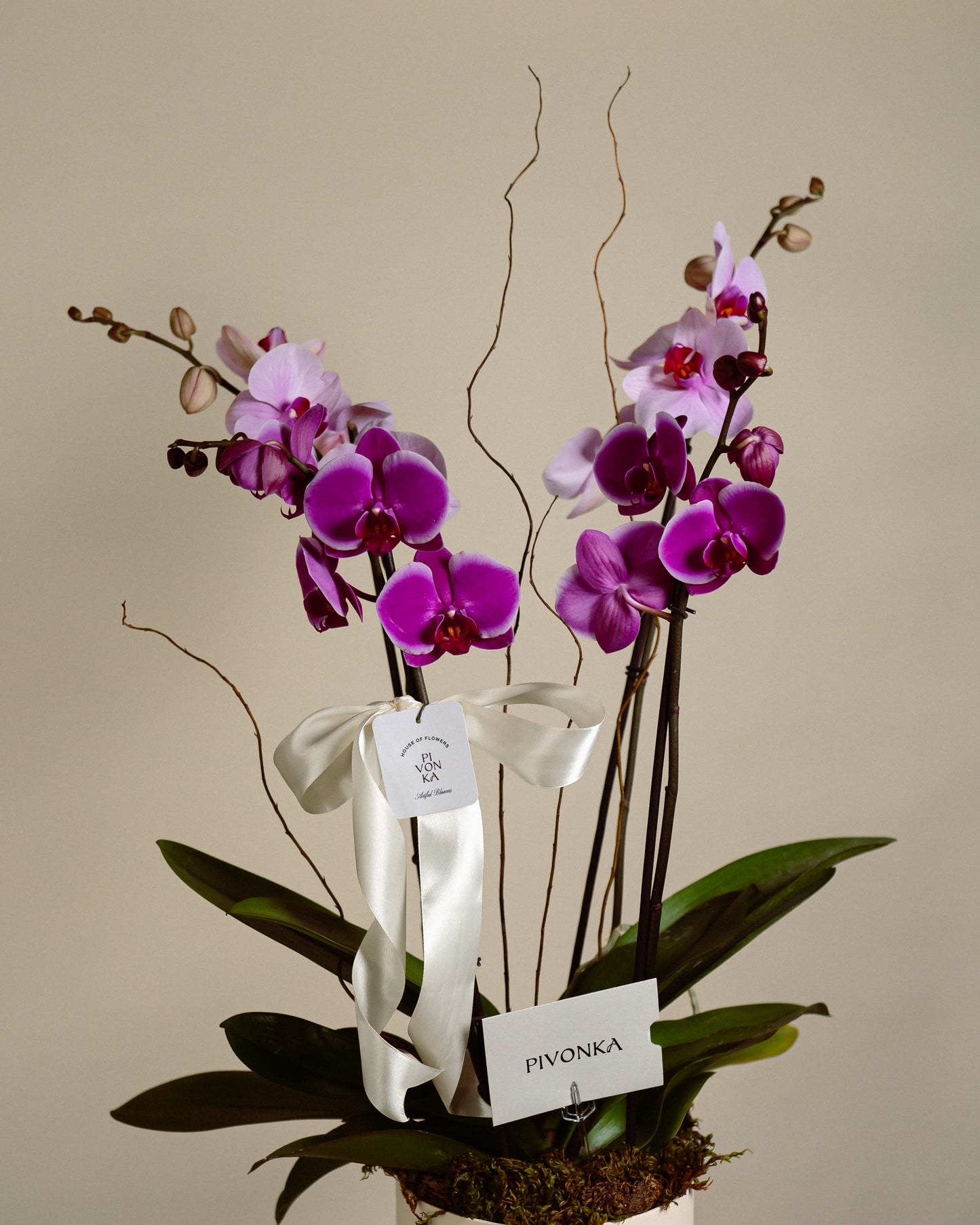 ORQUIDEAS ROSAS EN CAJA BEIGE