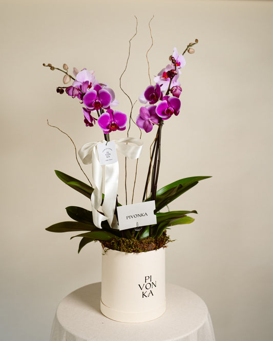 ORQUIDEAS ROSAS EN CAJA BEIGE