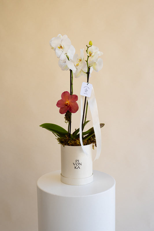 ORQUIDEA CLASICA CON VANDA