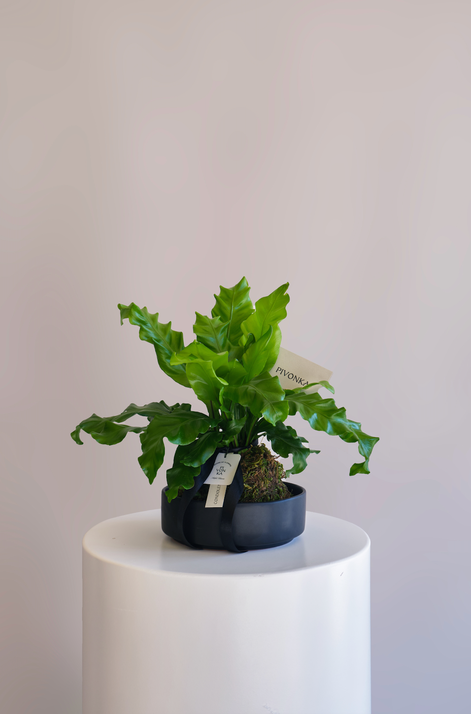 KOKEDAMA HELECHO