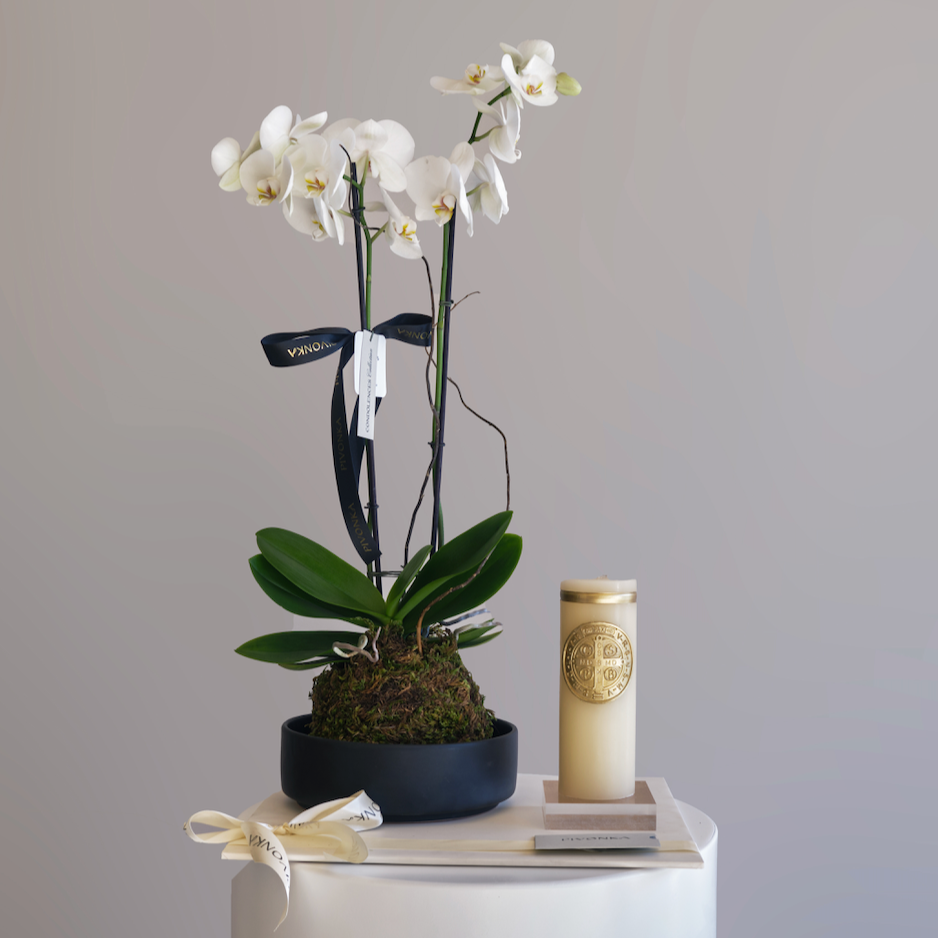 KOKEDAMA ORQUIDEA + CIRIO