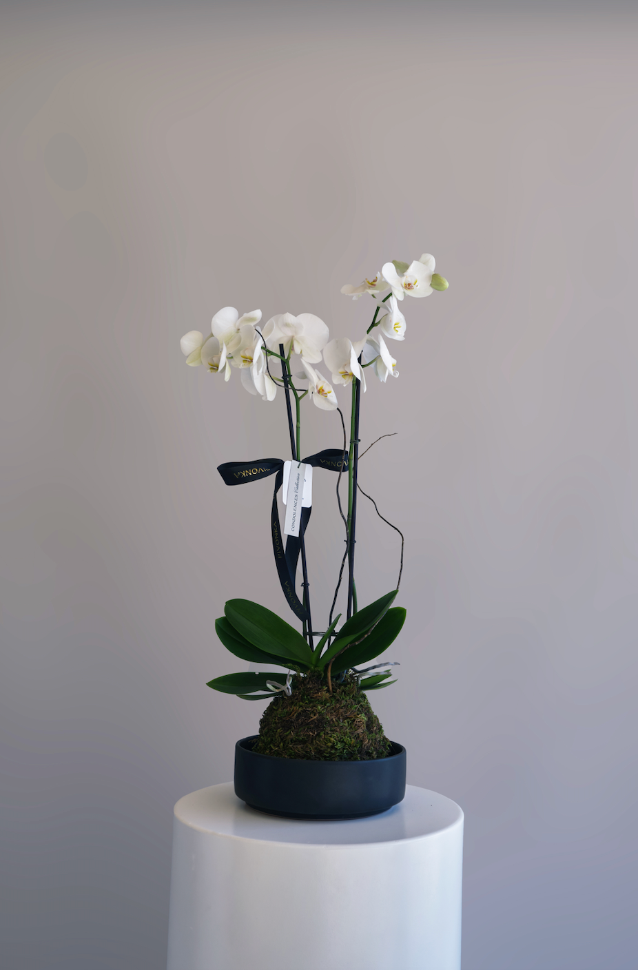 KOKEDAMA DE ORQUIDEA