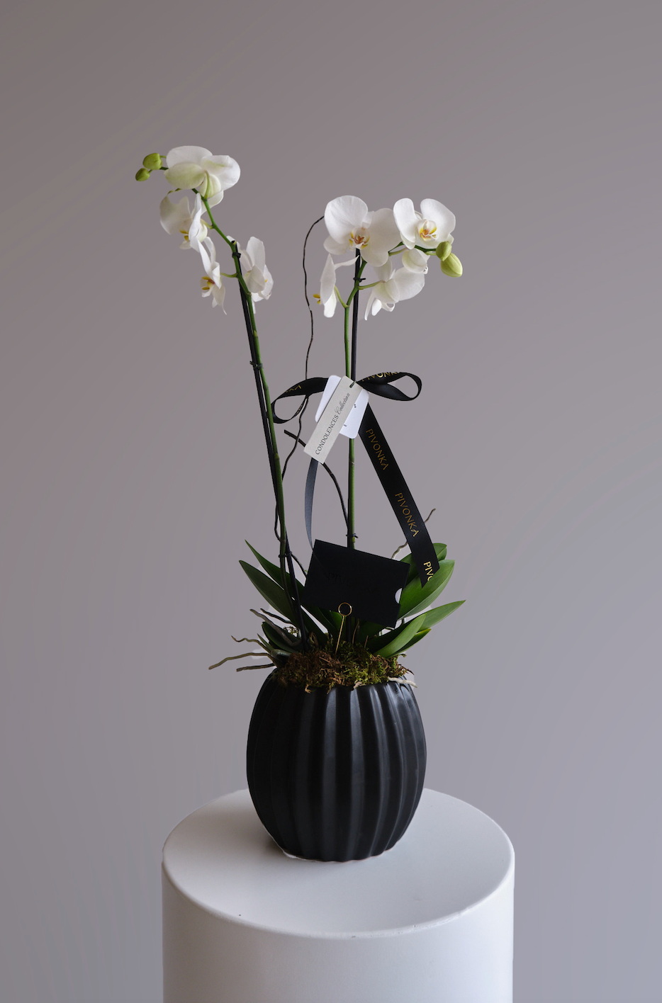 ORQUIDEA EN BASE ACORDEON
