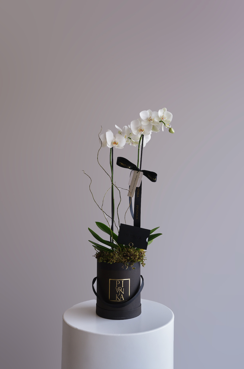 ORQUIDEA SENCILLA EN CAJA