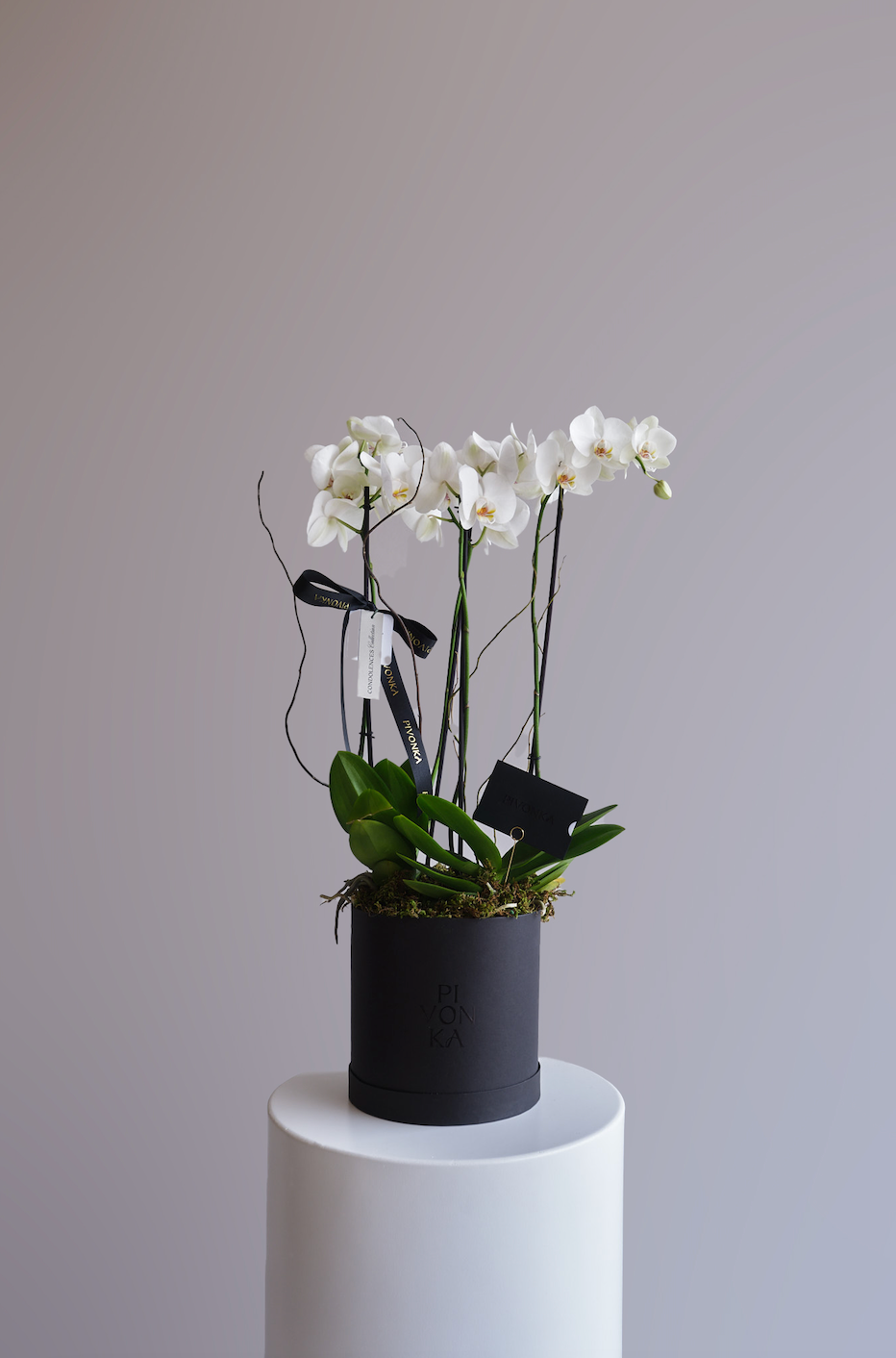 ORQUIDEA MEDIANA EN CAJA