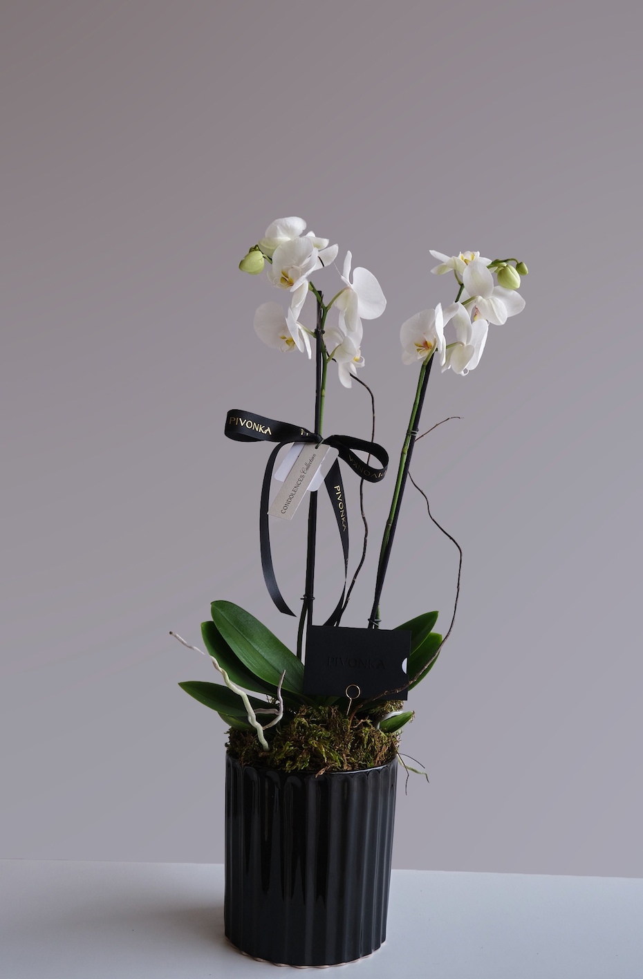 ORQUIDEA EN BASE RAYADA
