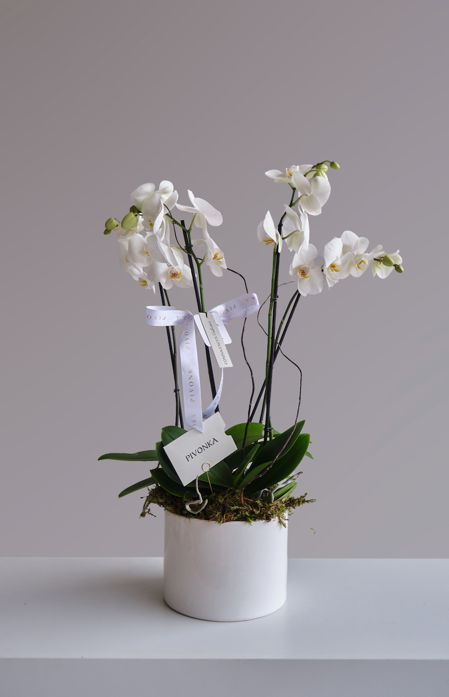 ORQUIDEA MEDIANA EN BASE BLANCA