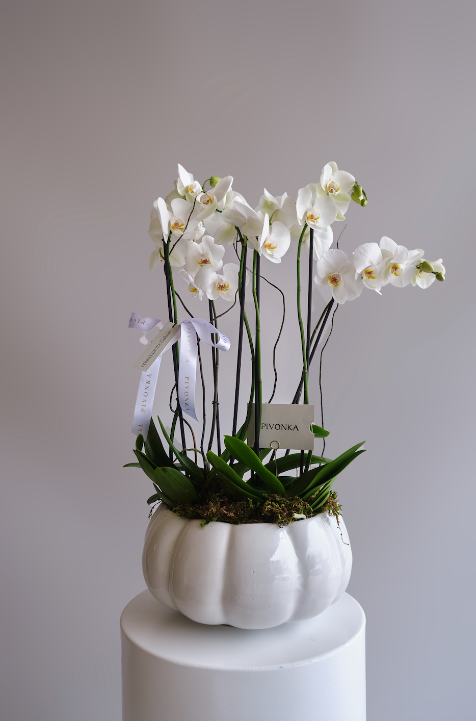 JARDIN DE ORQUIDEAS EN BASE CALABAZA