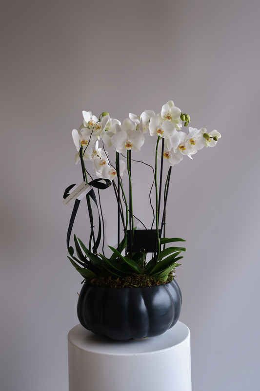 JARDIN DE ORQUIDEAS EN BASE CALABAZA