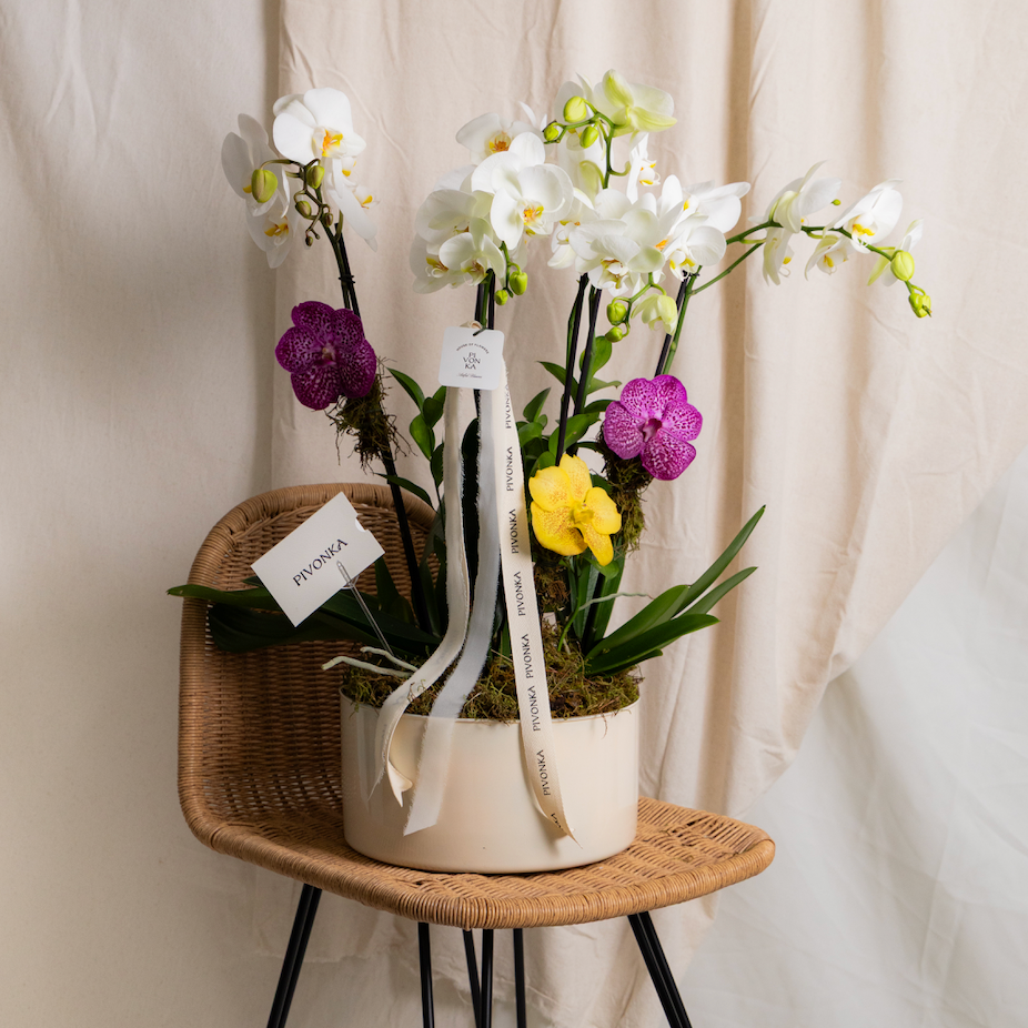 ORQUÍDEA TRIPLE CON VANDA