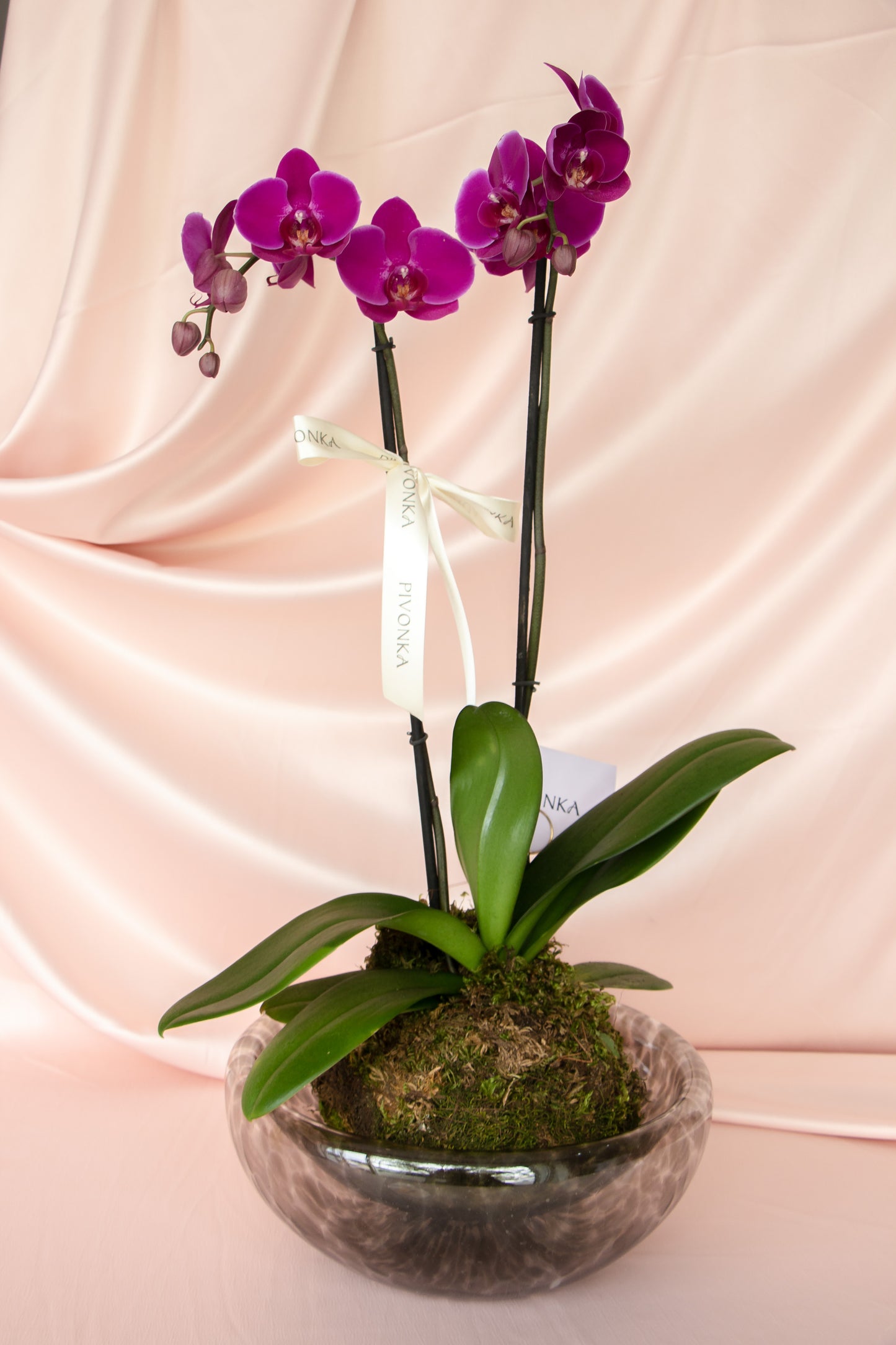 KOKEDAMA EN BOWL DE VIDRIO