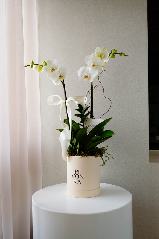 ORQUIDEAS BLANCAS EN CAJA BEIGE