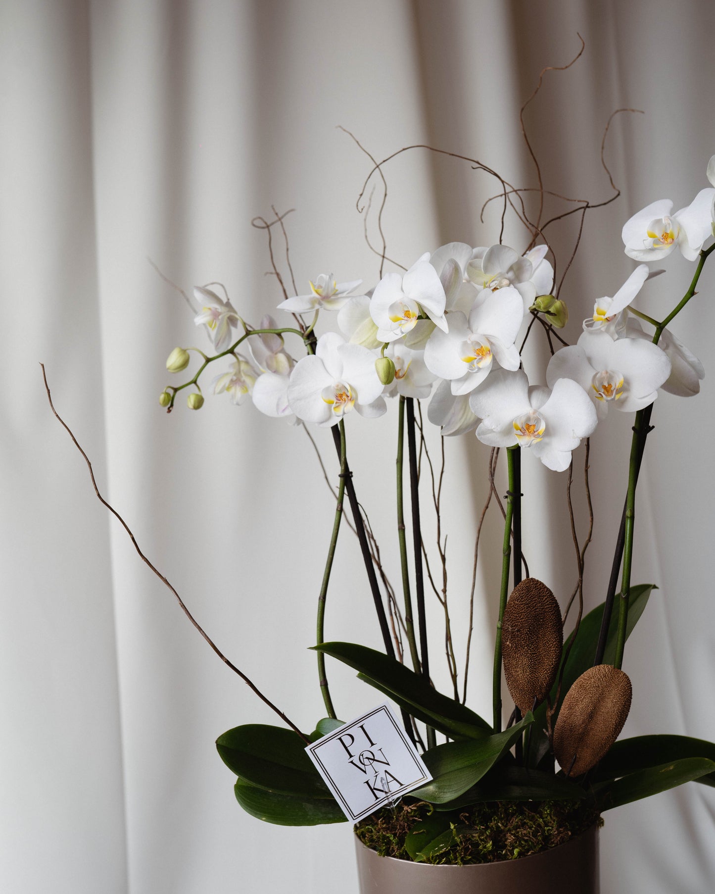 ORQUÍDEA MEDIANA EN CHAMPAGNE