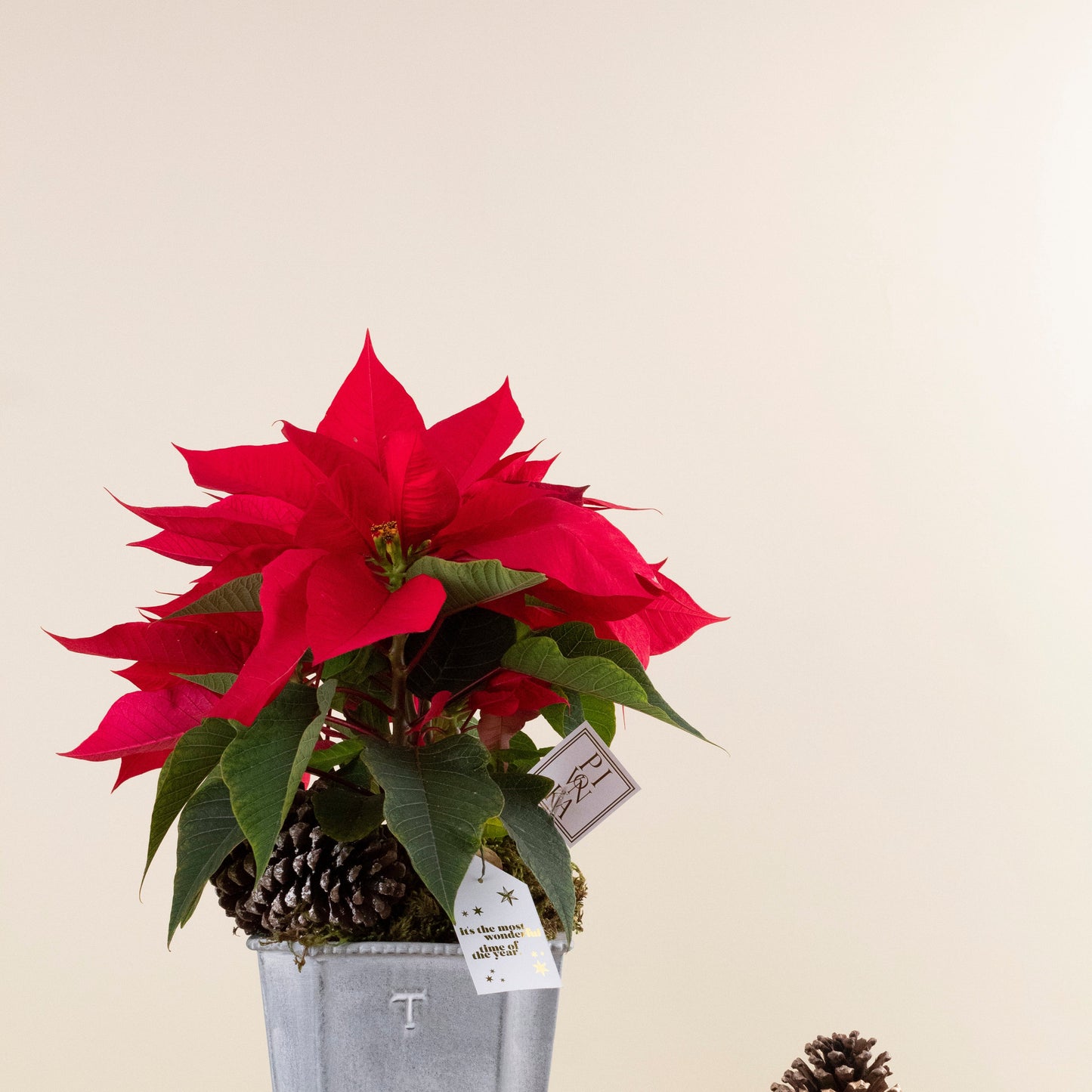 Noche buena en cerámica