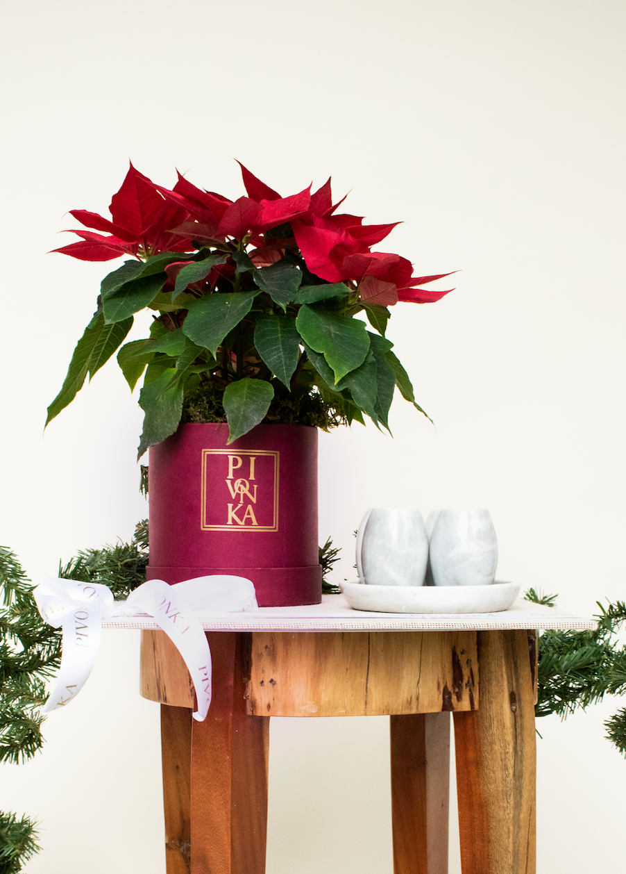 Kits Noche Buena + mármol