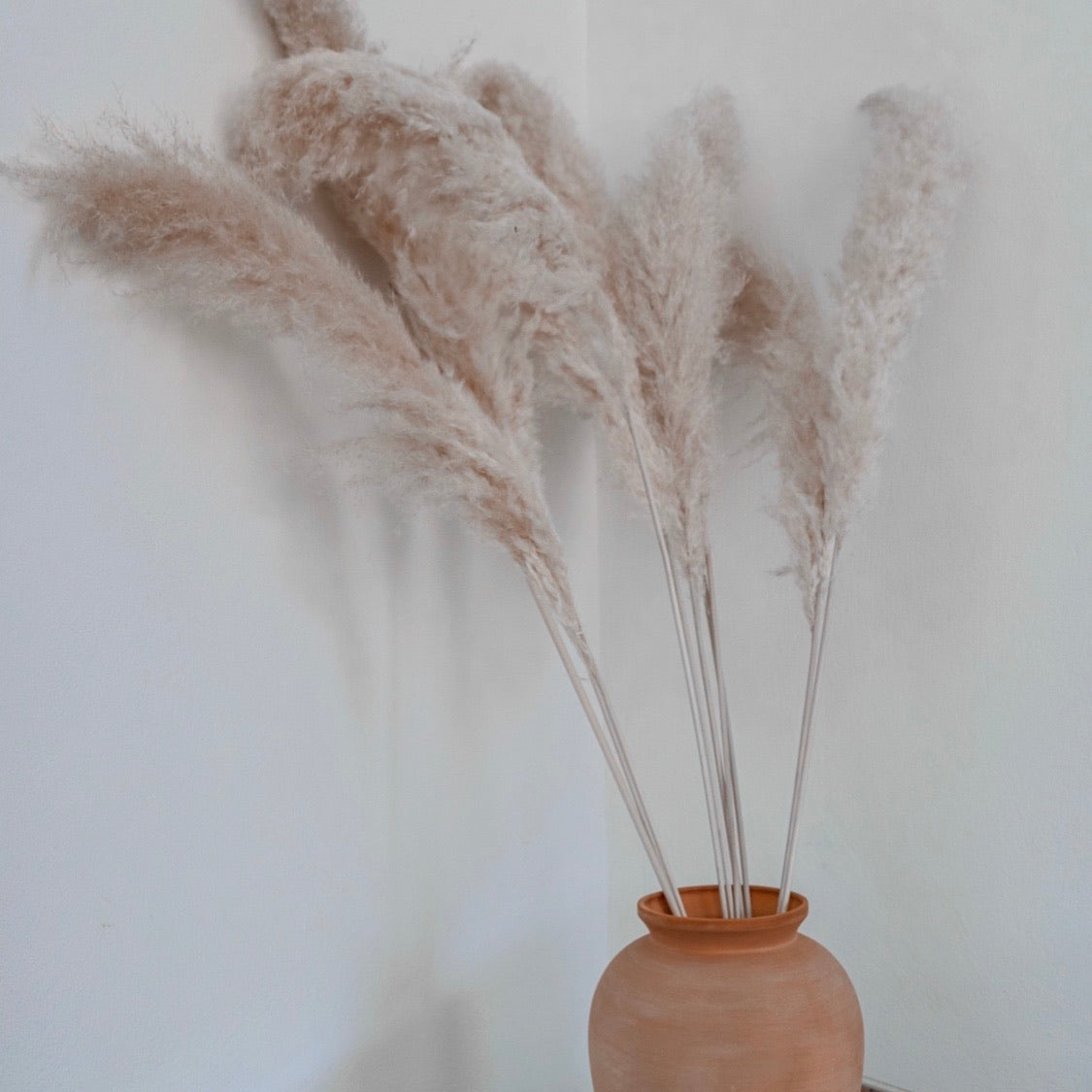 PAMPAS GRASS