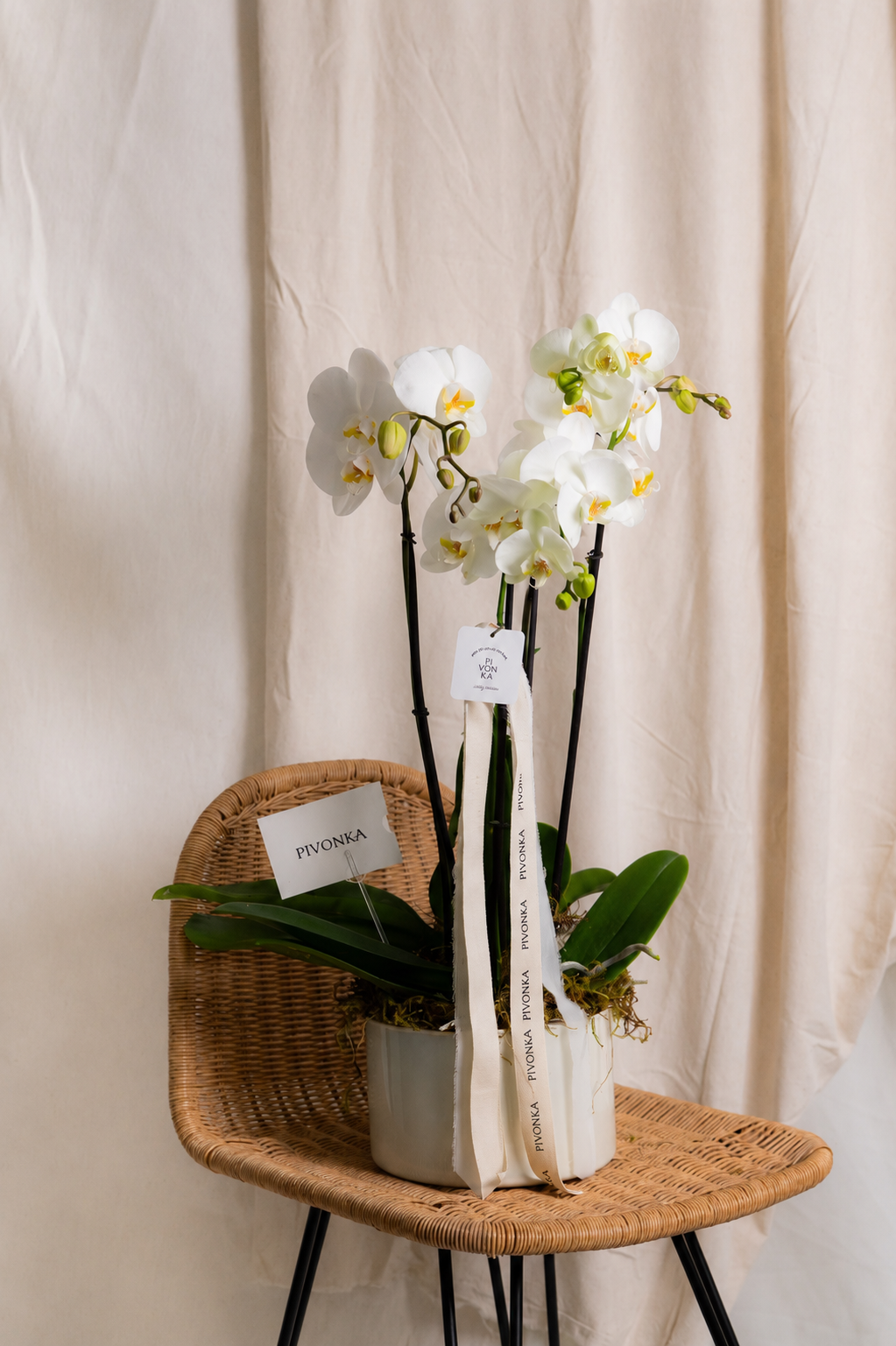 ORQUIDEA DOBLE EN BASE BEIGE