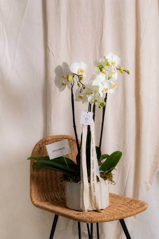 ORQUIDEA DOBLE EN BASE BEIGE
