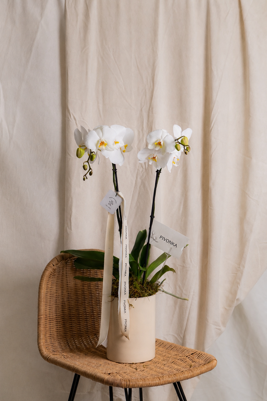 ORQUIDEA EN BASE BEIGE