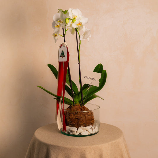 KOKEDAMA DE ORQUIDEA NAVIDEÑA