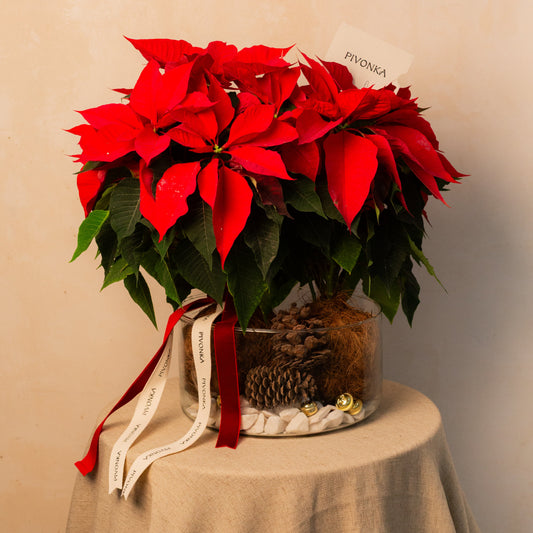 KOKEDAMA NOCHE BUENA
