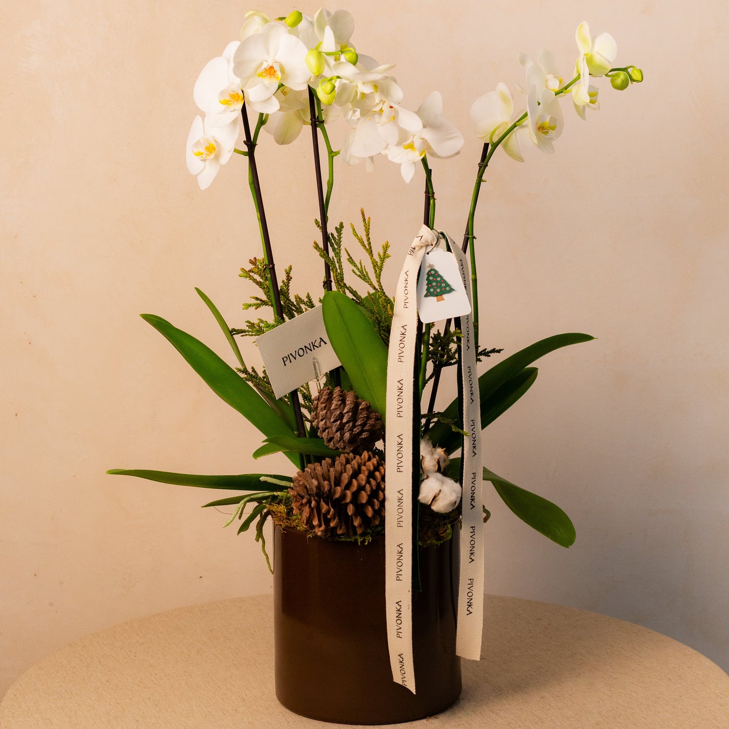 ORQUIDEAS EN BASE NAVIDEÑA
