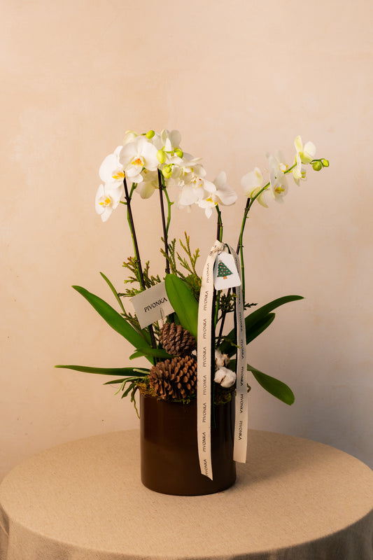 ORQUIDEAS EN BASE NAVIDEÑA