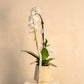 ORQUIDEA CASCADA EN BASE CERAMICA BEIGE
