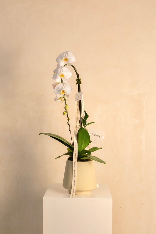 ORQUIDEA CASCADA EN BASE CERAMICA BEIGE