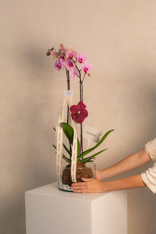 KOKEDAMA DE ORQUIDEA EN VIDRIO 1