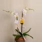KOKEDAMA DE ORQUIDEA EN VIDRIO 2