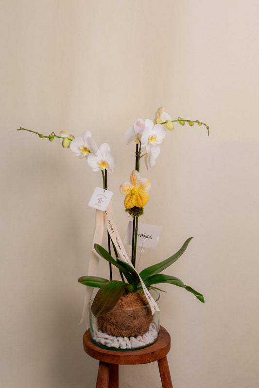 KOKEDAMA DE ORQUIDEA EN VIDRIO 2